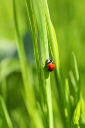 Tiny ladybug on green grass outdoors, closeup