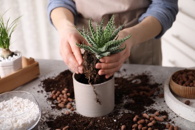 Woman transplanting Aloe into pot at table indoors, closeup. House plant care