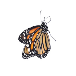 Beautiful fragile monarch butterfly isolated on white