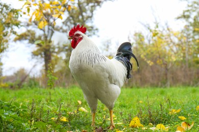 Photo of Beautiful domestic rooster walking on grass in autumn