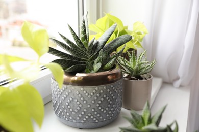 Photo of Beautiful potted houseplants on window sill indoors