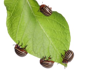 Many colorado potato beetles on green leaf against white background