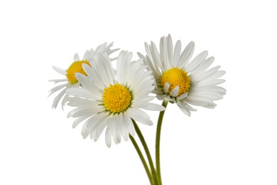 Beautiful tender daisy flowers isolated on white