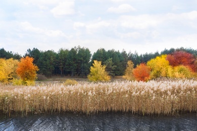 View of dry reeds growing on lake bank near pine forest in autumn