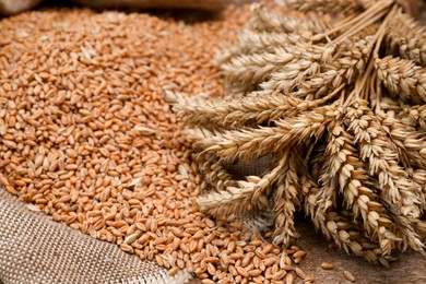 Sack with wheat grains and spikelets on wooden table, closeup