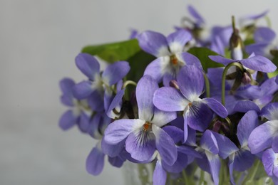 Beautiful wood violets, closeup view. Spring flowers