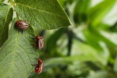 Colorado potato beetles on green plant against blurred background, closeup. Space for text