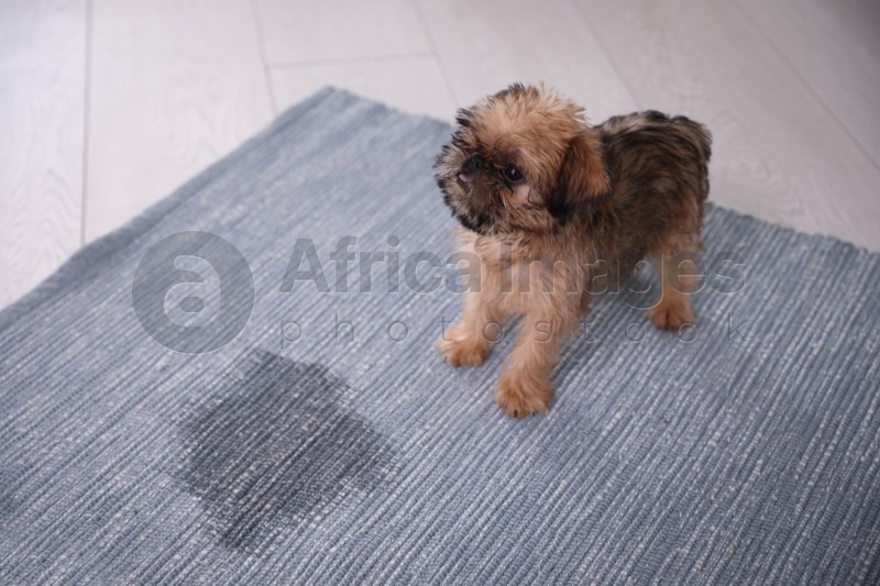Adorable Brussels Griffon puppy near puddle on rug indoors