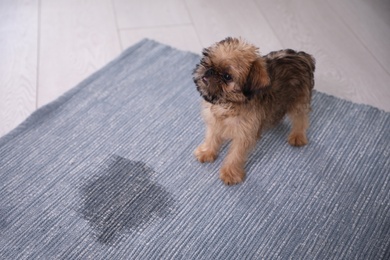 Adorable Brussels Griffon puppy near puddle on rug indoors