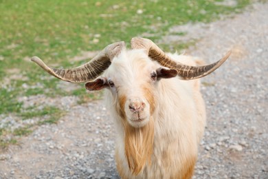 Beautiful horned goat on road in safari park