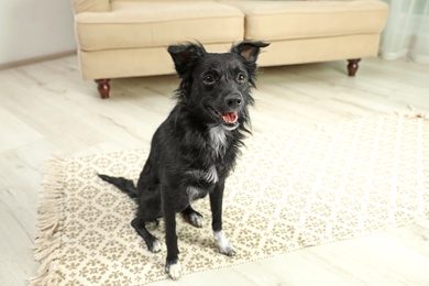 Photo of Cute black dog sitting on floor in room