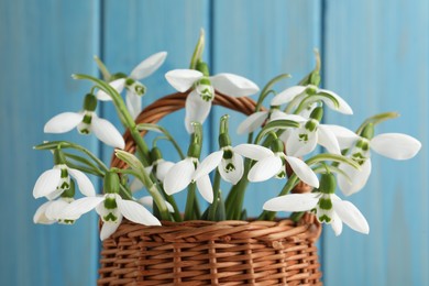 Photo of Beautiful snowdrops in wicker basket against light blue wooden background, closeup