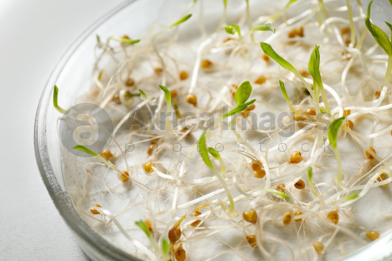 Germination and energy analysis of mustard seeds in Petri dish on table, closeup. Laboratory research