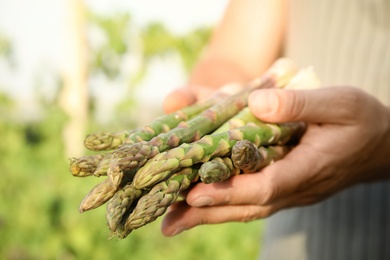 Man holding fresh raw asparagus outdoors, closeup