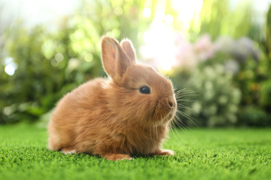 Adorable fluffy bunny on green grass against blurred background. Easter symbol