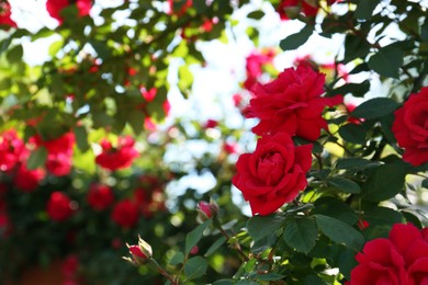 Beautiful blooming red rose bush outdoors, closeup. Space for text