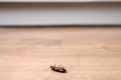 Dead cockroach on wooden floor indoors, space for text. Pest control