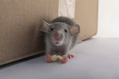Small grey rat with piece of cheese near cardboard box on white background