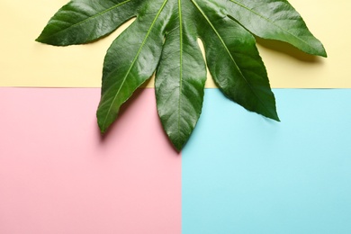 Tropical Aralia leaf on color background, top view