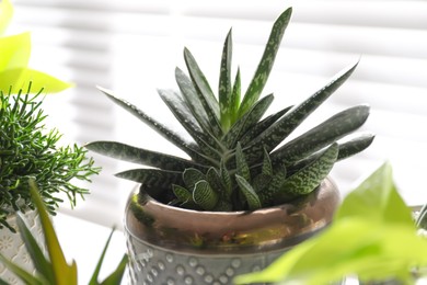 Beautiful potted houseplant near window indoors, closeup