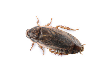 Brown cockroach isolated on white, top view. Pest control
