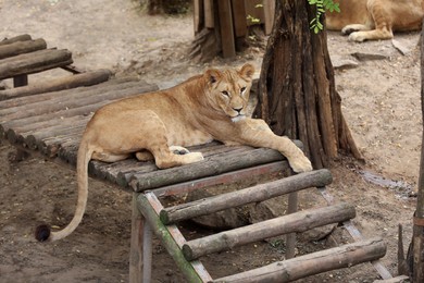 Photo of Beautiful lioness lying in zoo enclosure. Wild animal