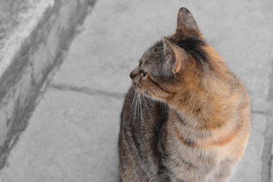 Cute stray cat sitting on road outdoors, closeup. Space for text