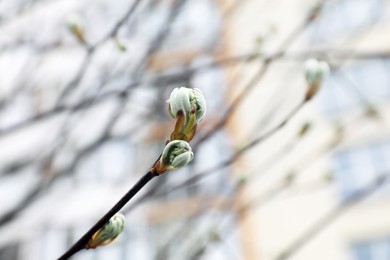 Photo of Closeup view of tree branch with budding leaves outdoors