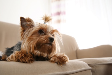 Yorkshire terrier on sofa indoors, space for text. Happy dog