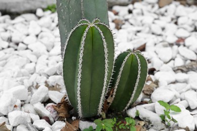 Beautiful Pachycereus cactus growing outdoors. Succulent plant