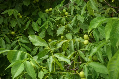 Green unripe walnuts on tree branches outdoors