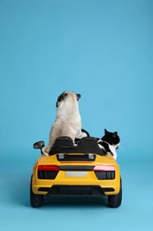 Adorable pug dog and cat in toy car on light blue background, back view