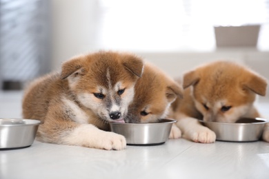 Adorable Akita Inu puppies eating from feeding bowls indoors
