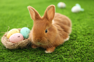 Adorable fluffy bunny and decorative nest with Easter eggs on green grass, closeup