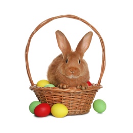 Adorable furry Easter bunny in wicker basket with dyed eggs on white background