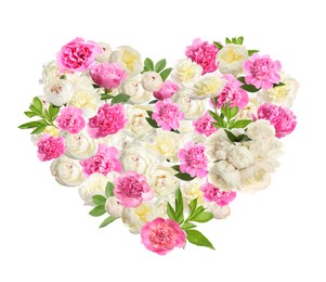 Beautiful heart shaped composition made with tender peony flowers on white background