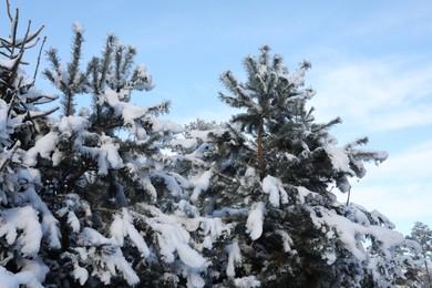 Photo of Spruce trees covered with snow in winter morning