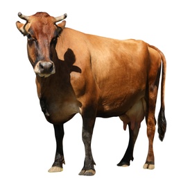 Image of Cute cow on white background. Animal husbandry
