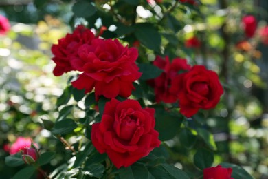 Photo of Beautiful blooming red rose bush outdoors on sunny day, closeup