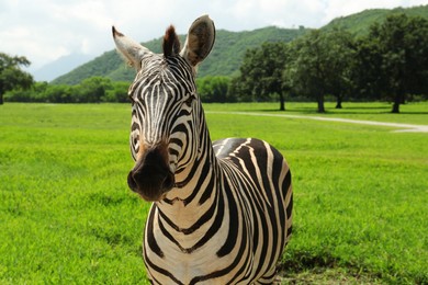 Beautiful striped African zebra in safari park