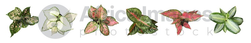 Image of Set of Aglaonema plants for house on white background, top view. Banner design 
