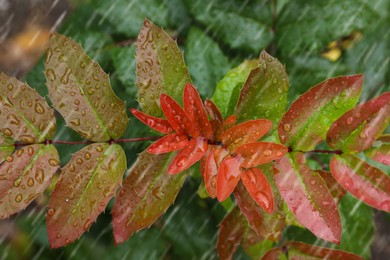Closeup view of plant with leaves outdoors during rain