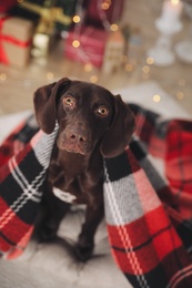 Cute dog covered with plaid in room decorated for Christmas, above view