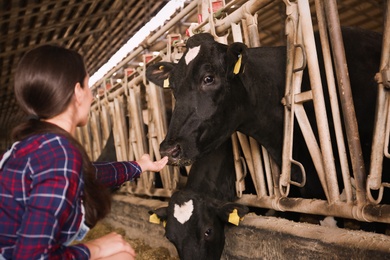 Photo of Young woman stroking cow on farm. Animal husbandry