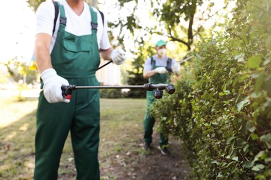 Workers spraying pesticide onto green bush outdoors, closeup. Pest control