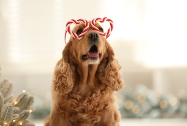 Adorable Cocker Spaniel dog in party glasses on blurred background