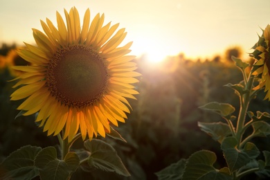 Beautiful sunflower growing in field, closeup. Space for text