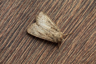 Paradrina clavipalpis moth on wooden background, top view