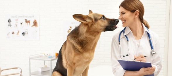 Professional veterinarian examining German Shepherd dog in clinic. Banner design