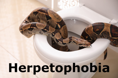 Brown boa constrictor on toilet bowl in bathroom. Herpetophobia concept